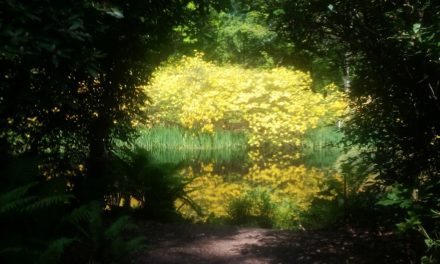 withNature 2020: una idea a través del mundo para el Día Internacional de la Diversidad Biológica, 22 de mayo de 2020. Por Emma K. Thomas