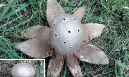 Con La Naturaleza: proyecto en apoyo a la Biodiversidad. Artículo de Rebecca Simpson