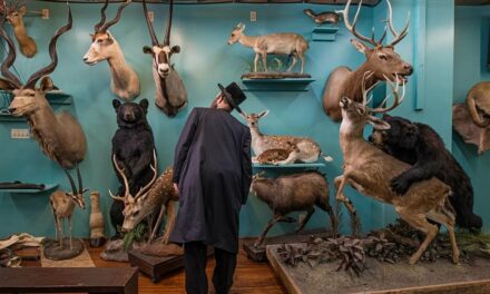 LAS TRES “T”: TAXIDERMIA, TÍTERES, TEATRALIDAD. Por Damià Barbany